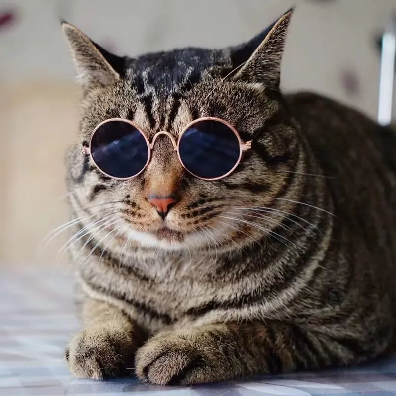 Pet Cat Glasses Dog Glasses Pet Products